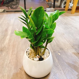 Chậu cây kim tiền/kim phát tài