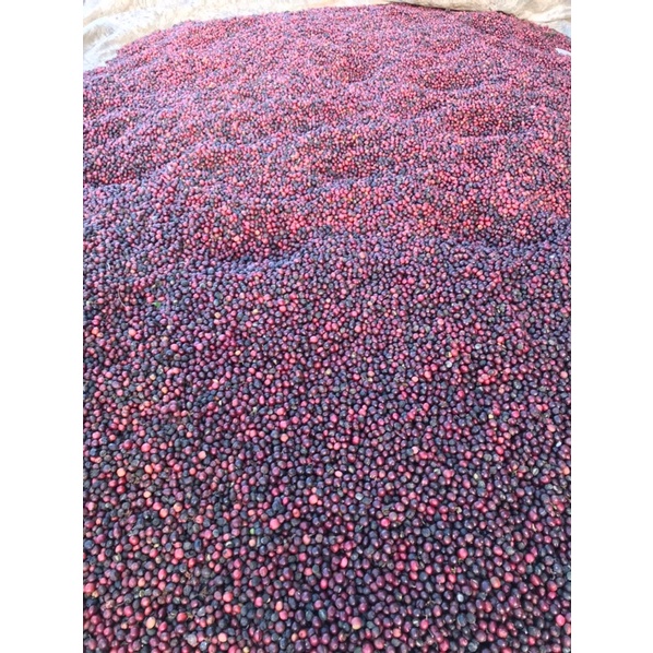 (Cà phê chất lượng cao) 1kg cà phê robusta cao cấp ủ lên men trái chín chín 100%_ Sơ chế và rang ttaij nông trại Bá Lộc | BigBuy360 - bigbuy360.vn