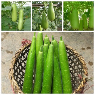 Hạt giống Bầu sao F1