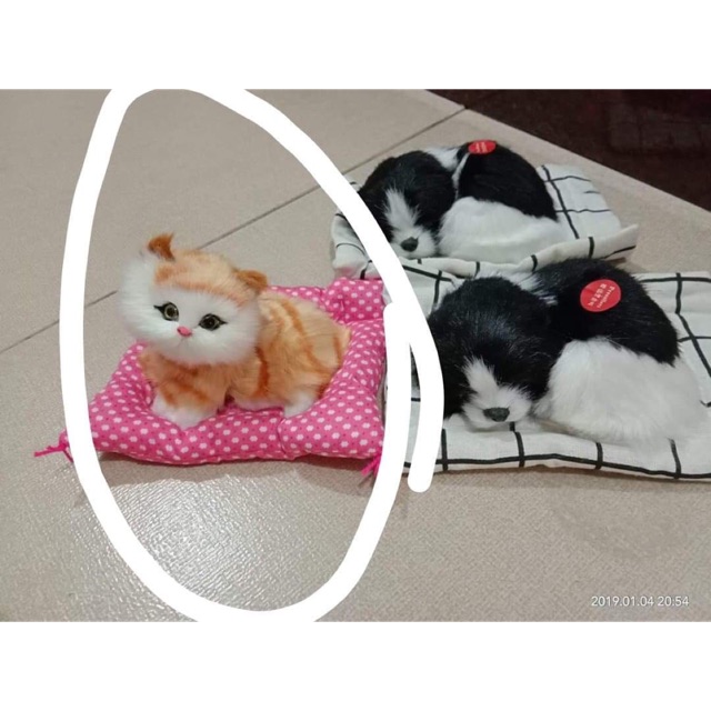 Mèo khom lưng