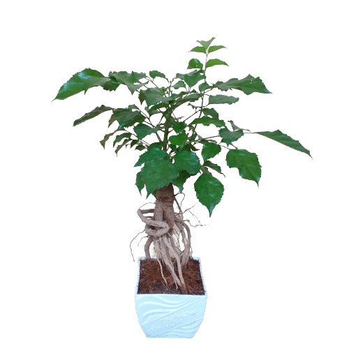 Chậu cây hạnh phúc bonsai để bàn, cây phong thủy