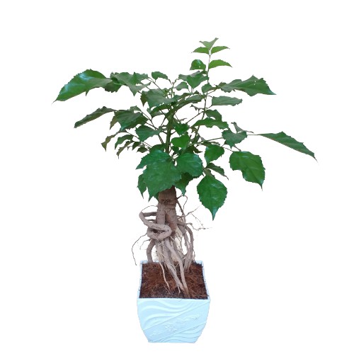 Chậu cây hạnh phúc bonsai, cây mini để bàn, cây phong thủy