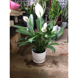 cây lan ý nhỏ ( 1 cây như hình 2)