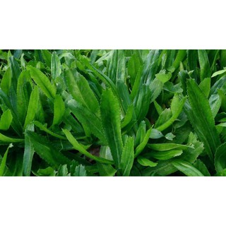2g Hạt giống Ngò Gai