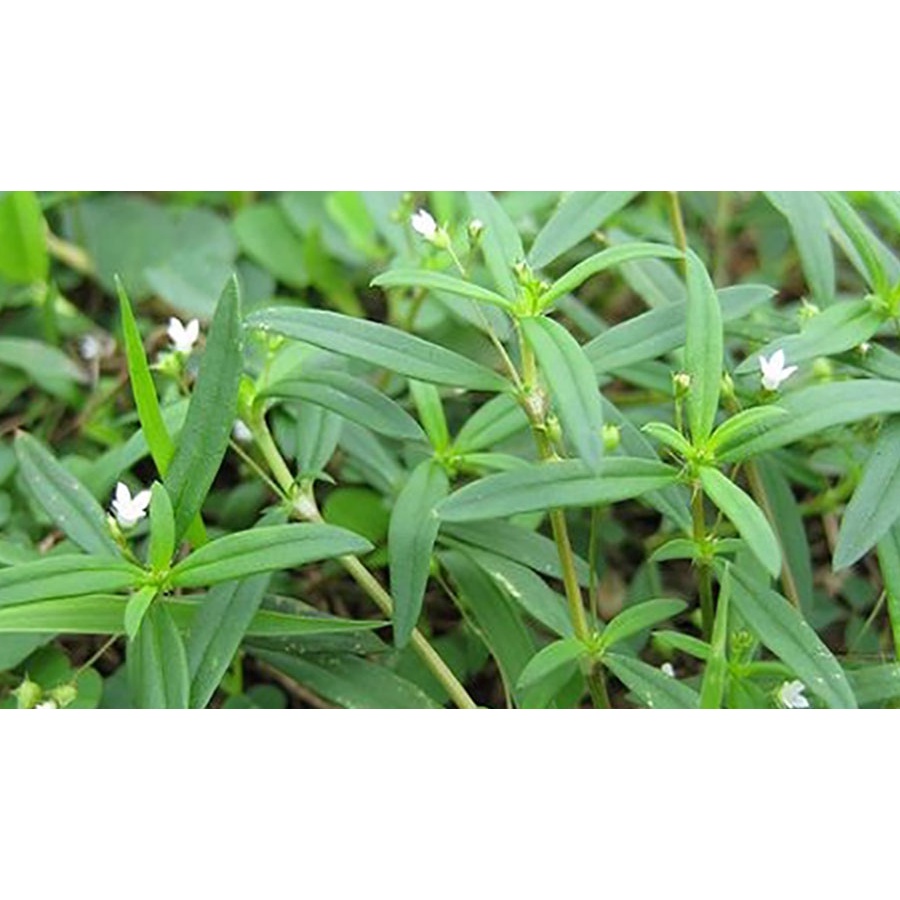 0.3 kg thân lá cây Bạch Hoa Xà Thiệt Thảo tươi, đóng gói hút ẩm, đảm bảo tươi nguyên