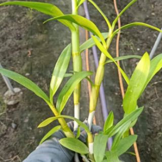 Nắng Alba cây sắp hoa