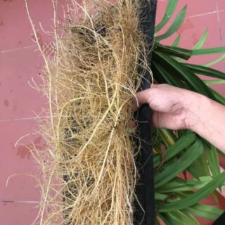Combo 20 cây dứa nếp giống