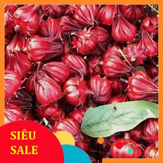 5 Hạt giống Atiso đỏ (Bụt dấm) (tặng gói kích nẩy mầm và hướng dẫn) VIETPHAT