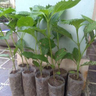 👉🌱🌱 Combo 10 cây  giống đuôi chuột hoa tím (mạch lạc).