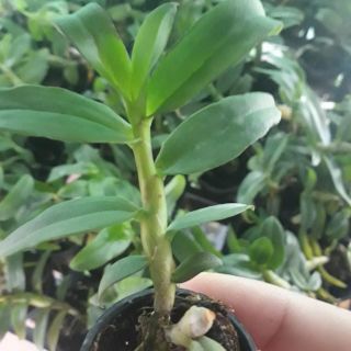Phi điệp ám mắt đỏ