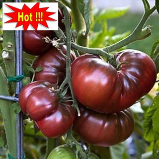 Gói 30 hạt giống cà chua socola
