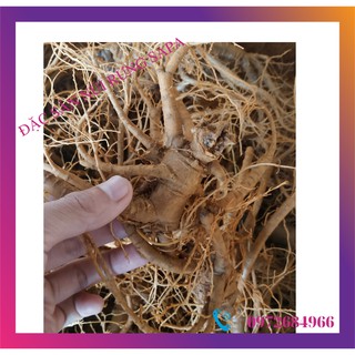 Tam thất sapa củ tươi - tinh túy sapa túi 0.5 kg - 1 kg