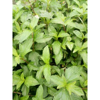 lá sài đất tắm cho bé 500g