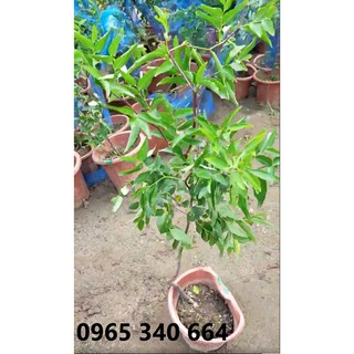 cây hồng táo hay táo tàu gửi đi nguyên chậu đang nụ hoặc chuẩn bị ra hoa SIZE TO