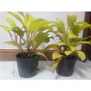 Combo 2 cây trầu bà vàng