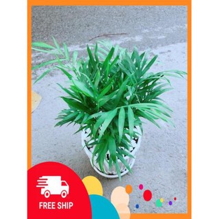 Chậu Cây Cau Tiểu Trâm