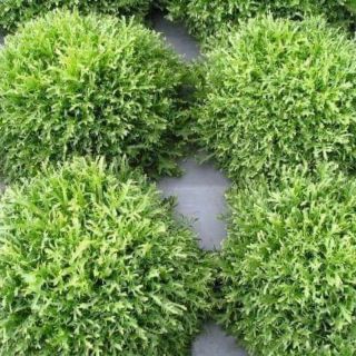 Xà lách san hô .giongcaynhap