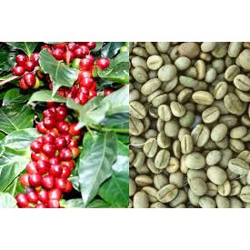 CAFE Robusta. Cafe nhân ĐĂKLĂK, MINH ANH COFFEE CORP Nguyên liệu, hạt sống chưa rang sỉ và lẻ.