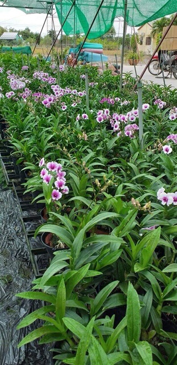 Lan mini YaYa cây tơ mướt đang vòi hoa