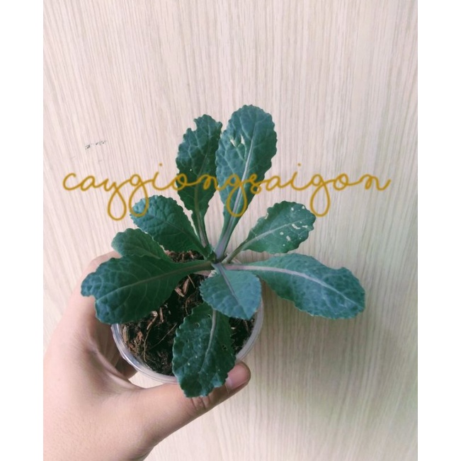 Cây Cải Kale Khủng Long Tím
