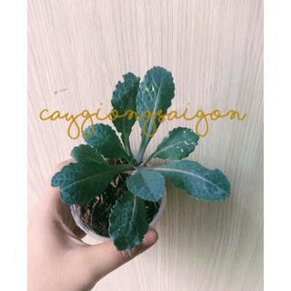 Cây cải kale khủng long tím