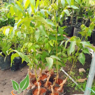 Cây giống óc chó đã ra trái