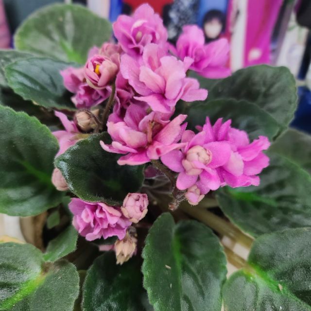 Mẹ Sukem_Nature Love Mere