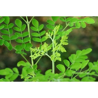 Hạt Giống Cây Chùm Ngây