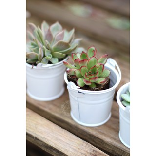 Chậu Hoa Thiếc Vintage (không bao gồm cây)