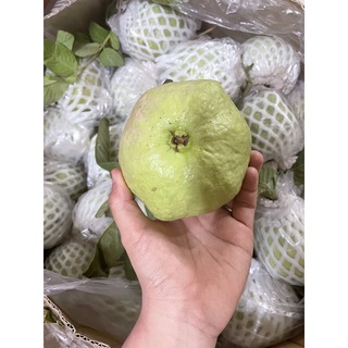 Ổi nữ hoàng