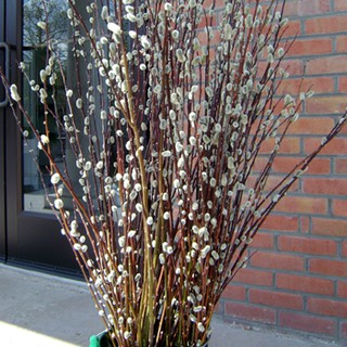 Nụ tầm xuân đặc biệt có màu trắng HOA00191 [CHUẨN ĐẸP, KHÔNG ĐÂU RẺ HƠN, KHÔNG PHẨM MÀU] nhà thêm đẹp TẾT thêm sung