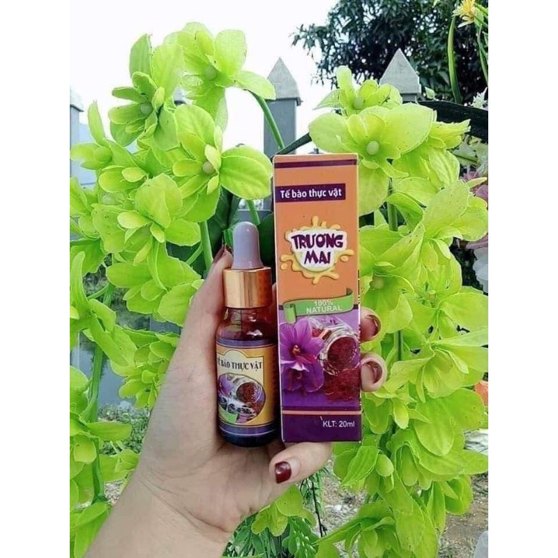 TẾ BÀO GỐC THỰC VẬT VUA PHỤC HỒI DA