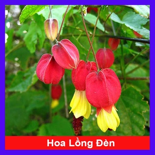 Cây lồng đèn - Cây cảnh sân vườn - caykiengsadec