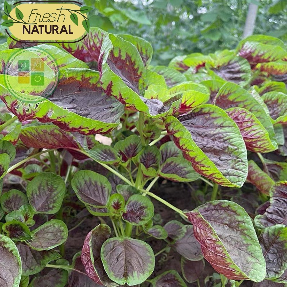 Hạt giống rau dền tía