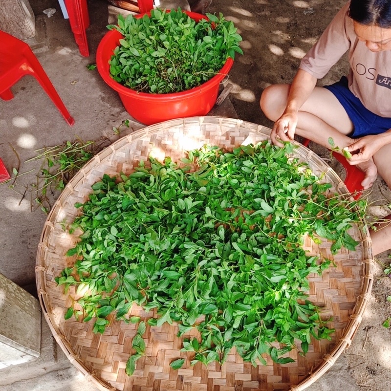 Trà Bạc Hà Sấy Lạnh - The Mát, Thơm Miệng
