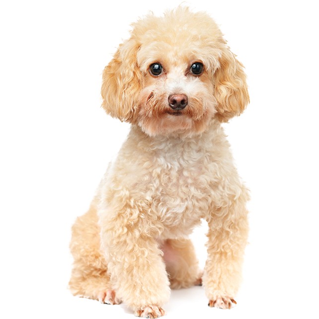 Thức ăn cho giống chó Poodle trưởng thành ROYAL CANIN Poodle Adult túi 1,5kg
