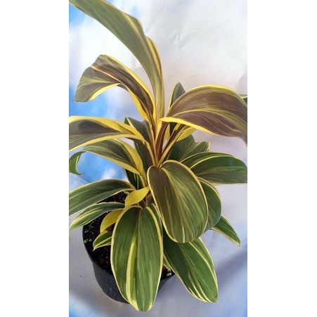 Chậu cứng huyết dụ Cordyline mocha latte