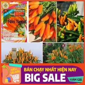 [ Hạt Giống Xanh ] 600H - Hạt giống ớt cam siêu cay nhập khẩu thái lan