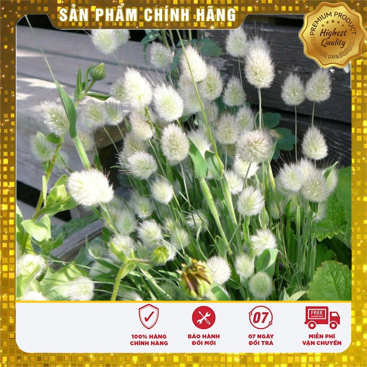 Hạt Giống Cỏ Đuôi Thỏ 50gr