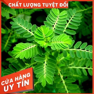 1kg Diệp hạ châu cây răng cưa tươi khô.