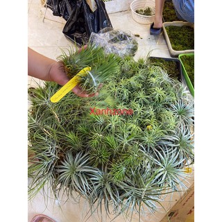 Cây không khí ion var cây to siêu đẹp gắn lũa, treo móc