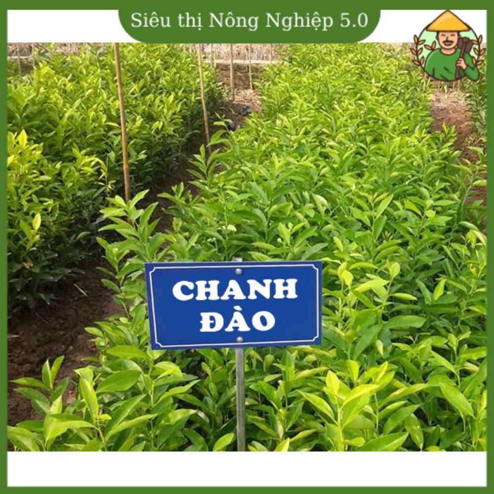 Cây giống chanh đào F1, cây chanh đào cao 60m - 70m, giống chanh đào đại học nông nghiệp 1