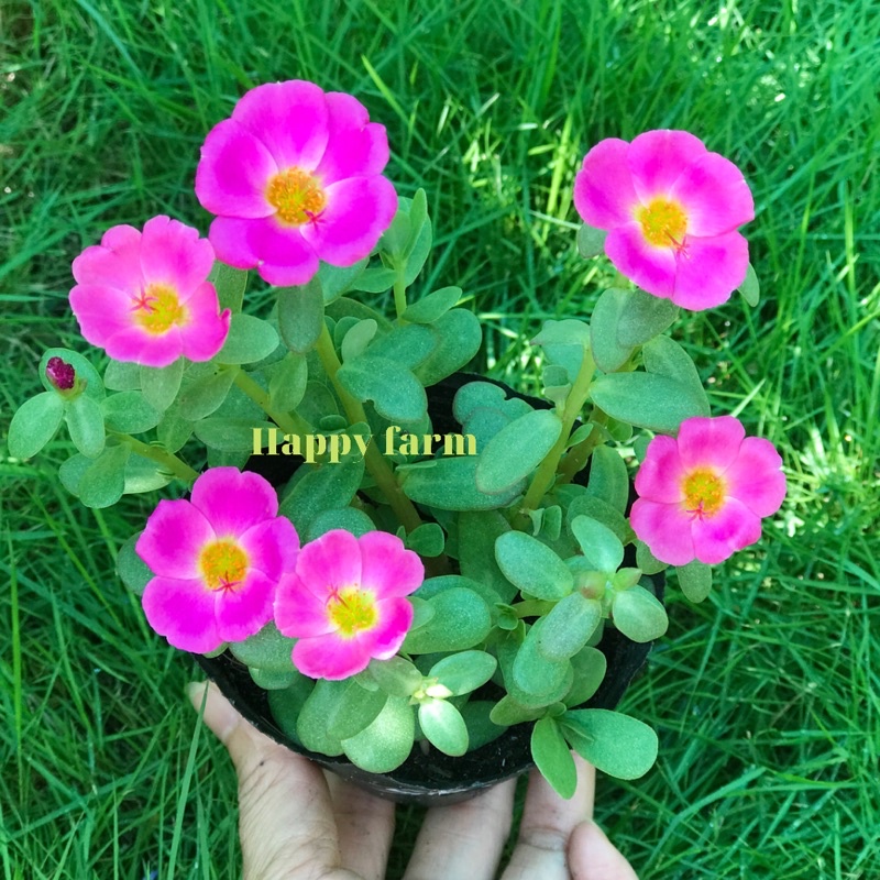Chậu hoa mười giờ sam màu hồng sen