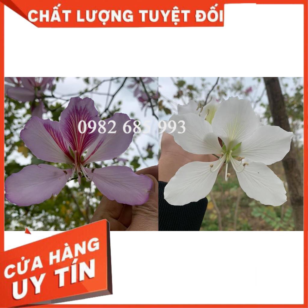 Cây Hoa Ban Tây Bắc
