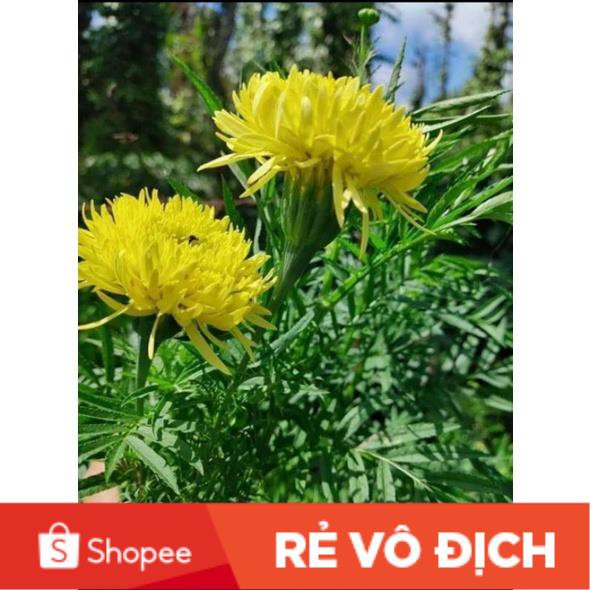 50H hạt hoa vạn thọ tia mới chất lượng cao 💥SALE LỚN💥 chất lượng cao