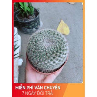 Xương Rồng Bánh Sinh Nhật Lớn