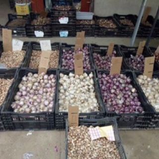 Củ hoa tiên ông đủ màu 10c
