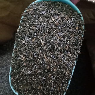 100g Hạt Niger kích cồ yến , finch 15k/100g , 100k/kg.