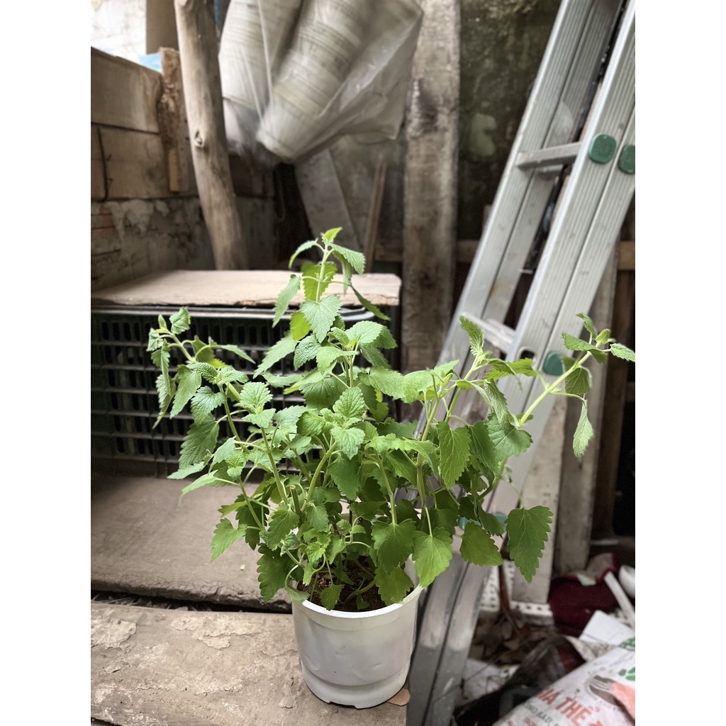 Cây Bạc Hà Mèo - Catnip