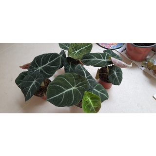 Alocasia Black Velvet ( Môn đen lá nhung) - Cây khỏe, size vừa( ảnh thật )